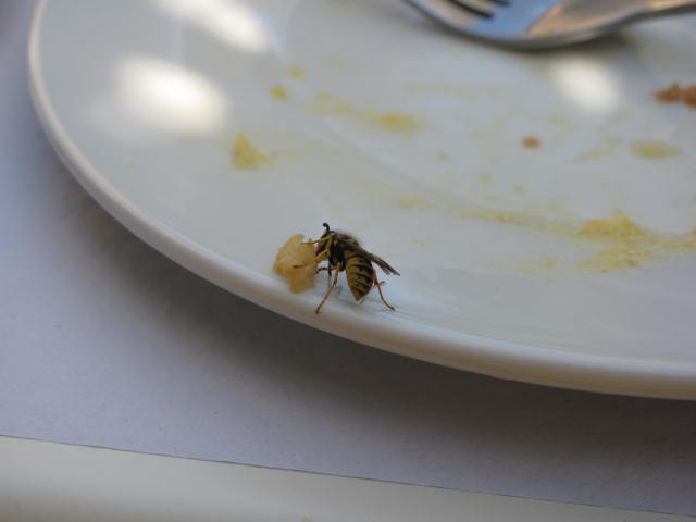 The biggest bee is the one right next to you