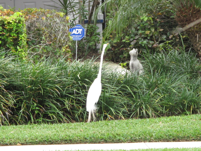 Great Egret stalking decorative stone cat