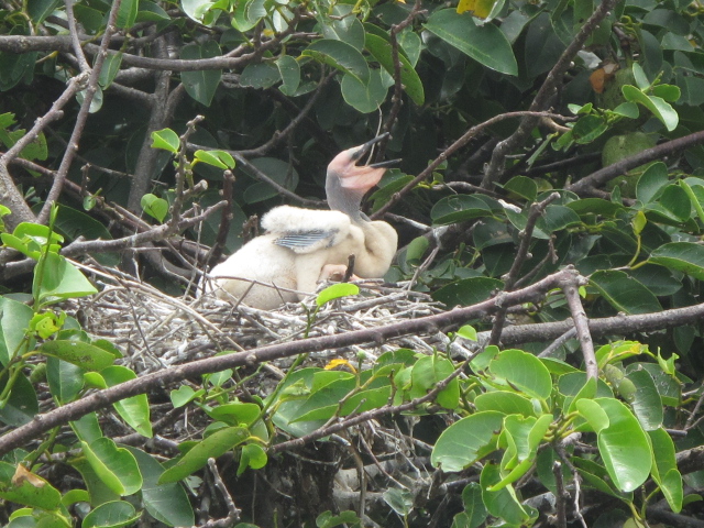 June, Wakodahatchee Wetlands, Delray Beach, FL, baby anhinga