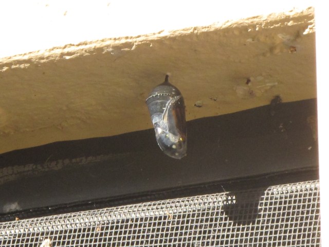 Chrysalis