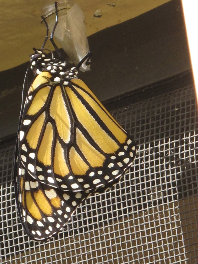Emerging Monarch