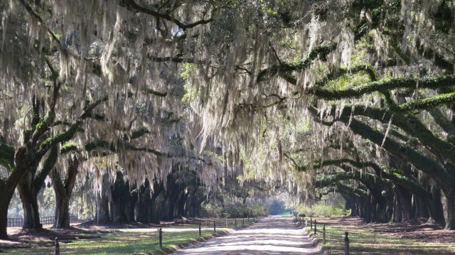 Frankly, Scarlett...